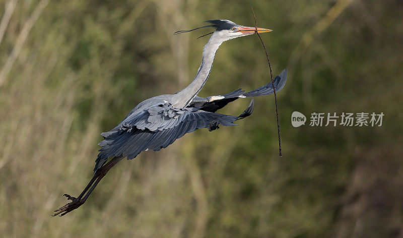 灰鹭(Ardea Cinerea)飞过来在树上筑巢